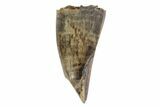 Tyrannosaur Premax Tooth - Judith River Formation, Montana #93718-1